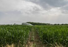 Agricoltura, dalla Regione Fvg pacchetto di norme che semplifica e tutela