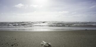 Da Giunta Rocca 3 milioni per la valorizzazione del litorale laziale