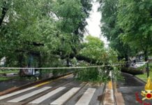 Milano, albero cade su linea tram. Interrotto il tratto