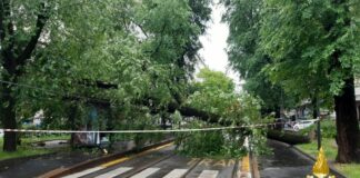 سقوط شجرة على خط الترام بميلانو