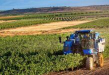 Aziende agricole calabresi, in pagamento 40 milioni per domanda unica