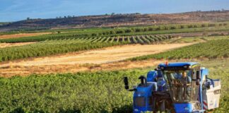 Aziende agricole calabresi, in pagamento 40 milioni per domanda unica