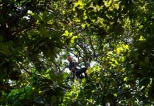 Biodiversità in aree protette, ok a progetti in Liguria