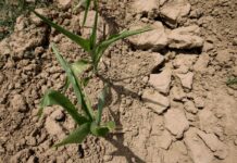 Confagricoltura, siccità e alluvioni provocano danni enormi