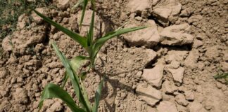 Confagricoltura, siccità e alluvioni provocano danni enormi