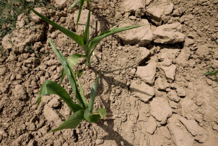Siccita' in Lombardia, Campi agricoli aridi, fiumi in secca