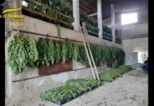 Brescia, coltivavano e raffinavano marijuana. 8 misure cautelari