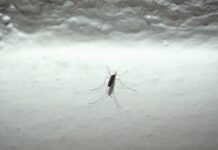 Malattie trasmesse da zanzare, consigli Regione Toscana per prevenzione