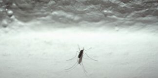 Malattie trasmesse da zanzare, consigli Regione Toscana per prevenzione