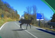 Torino, una app per prevenire incidenti stradali con la fauna selvatica