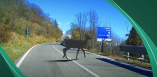 Torino, una app per prevenire incidenti stradali con la fauna selvatica