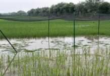 Agricoltura, Beduschi “Distruzione campo Tea nel Pavese atto criminale”