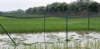 Agricoltura, Beduschi “Distruzione campo Tea nel Pavese atto criminale”