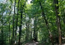 Conad e Chep, progetto di gestione forestale nella Bassa Valle Camonica
