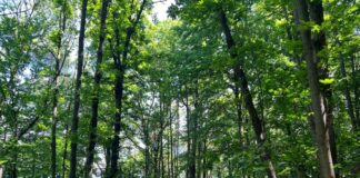 Conad e Chep, progetto di gestione forestale nella Bassa Valle Camonica