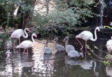 Giardini di Palazzo d’Orlèans a Palermo, nati cinque fenicotteri rosa