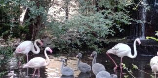 Giardini di Palazzo d’Orlèans a Palermo, nati cinque fenicotteri rosa
