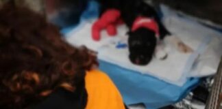 Uccise cane Aron a Palermo, non potrà più possedere animali