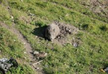 La Regione conferma l’impegno per il contrasto alla peste suina