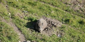 La Regione conferma l’impegno per il contrasto alla peste suina