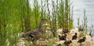 AQP restituisce acqua in natura contribuendo a conservare biodiversità