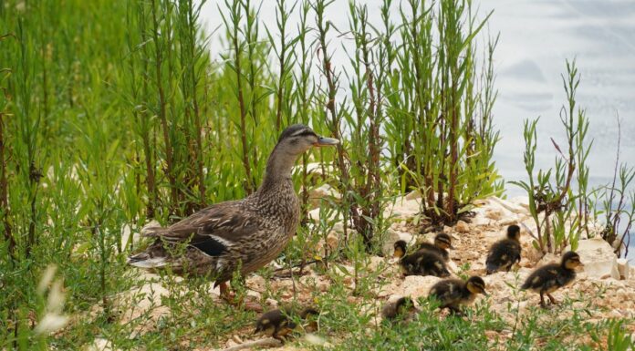 AQP restituisce acqua in natura contribuendo a conservare biodiversità