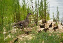 AQP restituisce acqua in natura contribuendo a conservare biodiversità