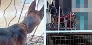 Pavia, sequestrati dall’Oipa due cani che vivevano in un incubo