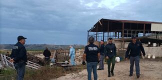 Mafia delle campagne nell’Agrigentino, perquisiti ovili e aziende agricole