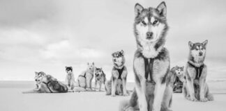 Cristina Mittermeier in mostra alle Gallerie d’Italia di Torino