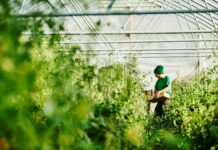 Il settore agroalimentare in Italia: lo scenario tra innovazione e sostenibilità