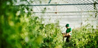 Il settore agroalimentare in Italia: lo scenario tra innovazione e sostenibilità