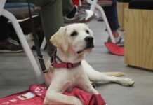 Italo lancia il rifugio virtuale per animali e volontariato nei canili