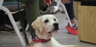 Italo lancia il rifugio virtuale per animali e volontariato nei canili