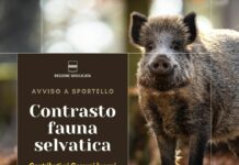 Basilicata, contrasto a fauna selvatica. Stanziati 137mila euro