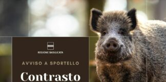 Basilicata, contrasto a fauna selvatica. Stanziati 137mila euro