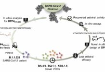 Nuovi peptidi contro le varianti emergenti del virus SARS-CoV-2