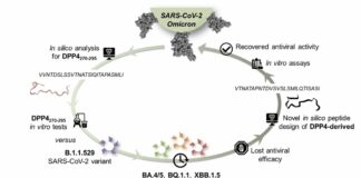 Nuovi peptidi contro le varianti emergenti del virus SARS-CoV-2