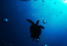 Torna in mare “Ohana”, la tartaruga salvata nelle acque calabresi