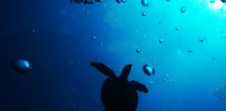 Torna in mare “Ohana”, la tartaruga salvata nelle acque calabresi