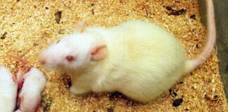 Università Texas, immunologo Casali guida studio sui topi “umanizzati”