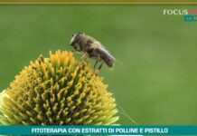 Fitoterapia con polline e pistillo,20 anni di studi dimostrano efficacia