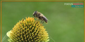 Fitoterapia con polline e pistillo,20 anni di studi dimostrano efficacia