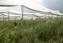 Cooperative agricole, Uila “Grande risultato il rinnovo del contratto”