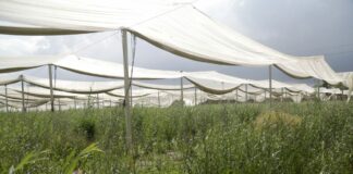 Cooperative agricole, Uila “Grande risultato il rinnovo del contratto”