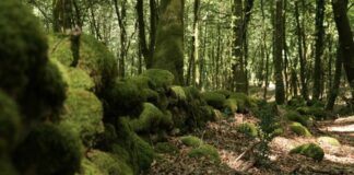 Aspromonte, nuovi ritrovamenti lungo antiche mura romane