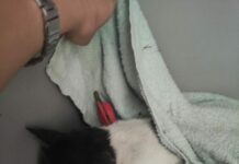 Roma, spara ai gatti con una balestra. Enpa chiede pericolosità sociale