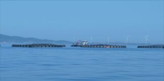 Itticoltura, Italia leader ma servono più impianti