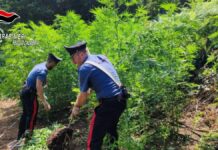 Scoperta in zona boschiva Giffone piantagione di marijuana, un arresto