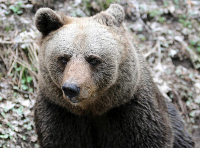 Italy, Trento:’M90 - l'orso m90 è stato ucciso